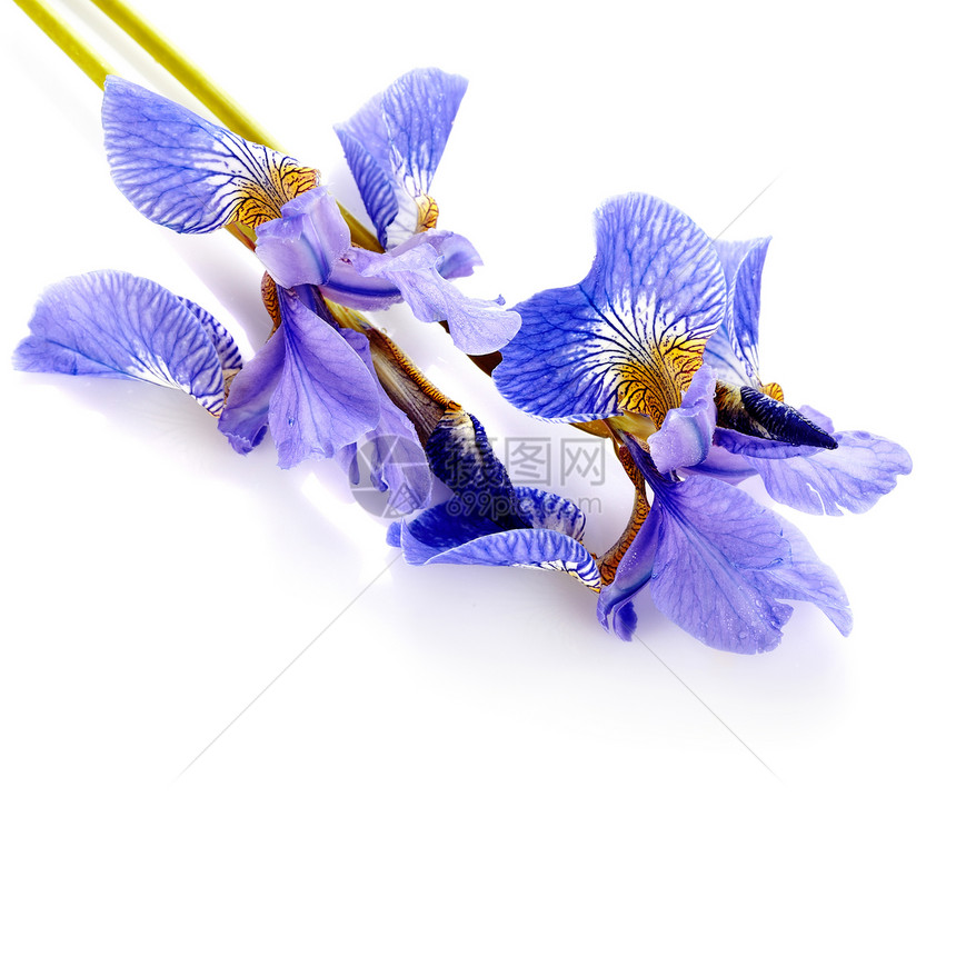 蓝虹花的花朵植物学叶子黄色宏观橙子蓝色花束脆弱性花园植物图片