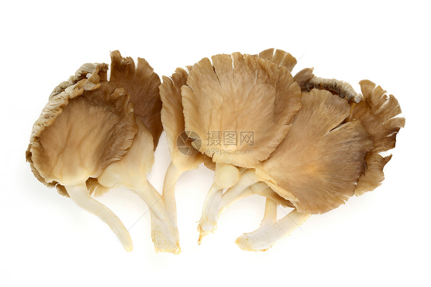 牡蛎蘑菇生食食物蔬菜平菇图片