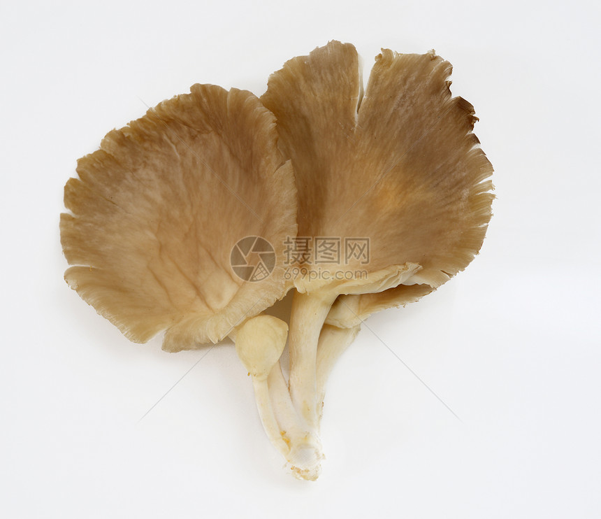 牡蛎蘑菇蔬菜生食食物平菇图片