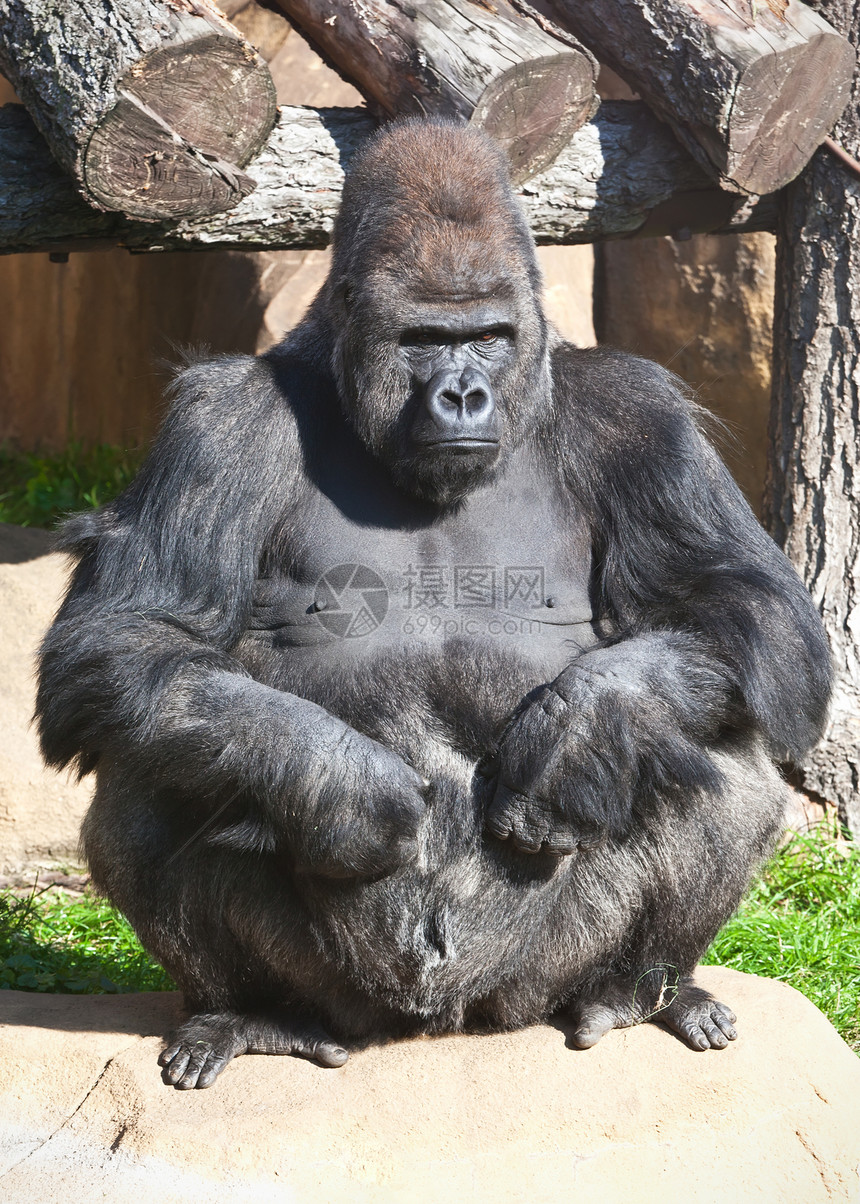 大猩猩动物丛林荒野毛皮黑色男性国王野生动物力量动物园图片