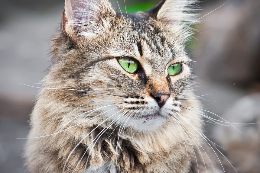 猫类哺乳动物宠物黑色头发鼻子虎斑晶须灰色小猫猫咪图片