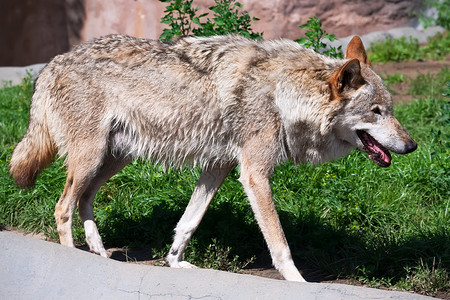 狗园狼狼疮荒野危险动物灰色野生动物捕食者犬类食肉哺乳动物背景
