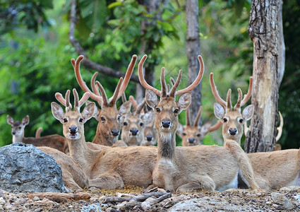 鹿的鹿野生动物眉角情调荒野环境动物哺乳动物手表连体动物群背景图片