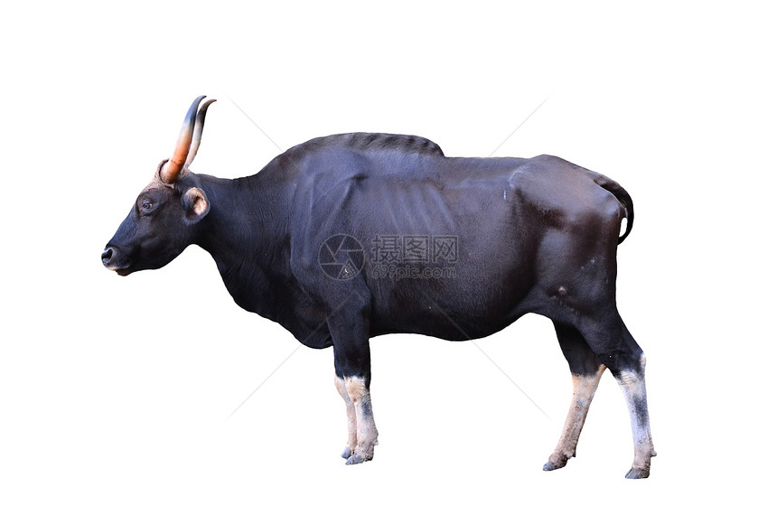 被隔离的草木白色黑色哺乳动物水牛奶牛异国喇叭野牛动物荒野图片