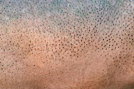 河马皮肤皱纹皮革细胞哺乳动物崎岖动物肤色棕色表皮背景图片