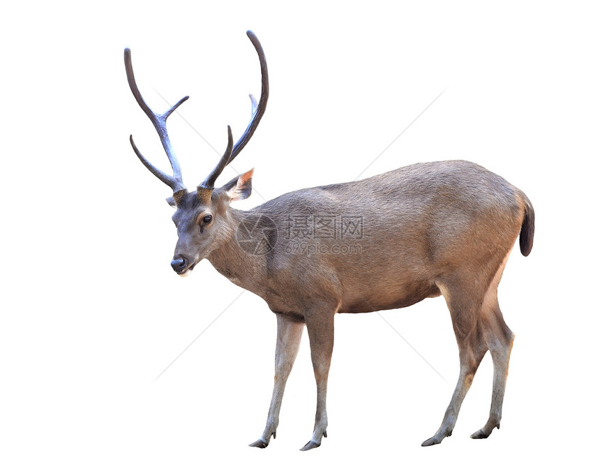 与世隔绝棕色荒野男性猎物动物哺乳动物野生动物鹿角环境食草图片