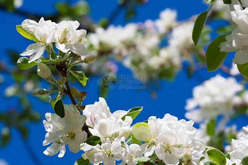 苹果花花生长苹果树天空叶子宏观季节花瓣蓝色白色植物图片