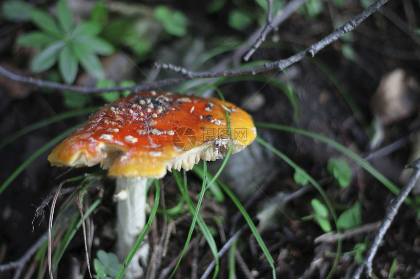 夏季森林中生长的红毒蘑菇毒蝇危险海绵季节植物孤独常委菌盖红色中毒图片