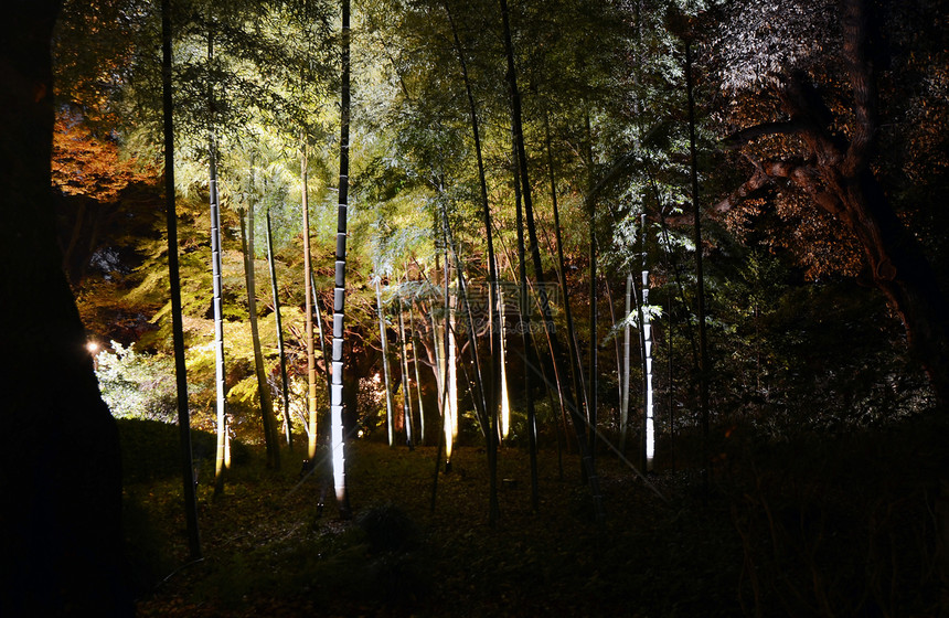 Rikukugien花园季节性照明江户森林城市竹子树木池塘花园地区反射公园图片