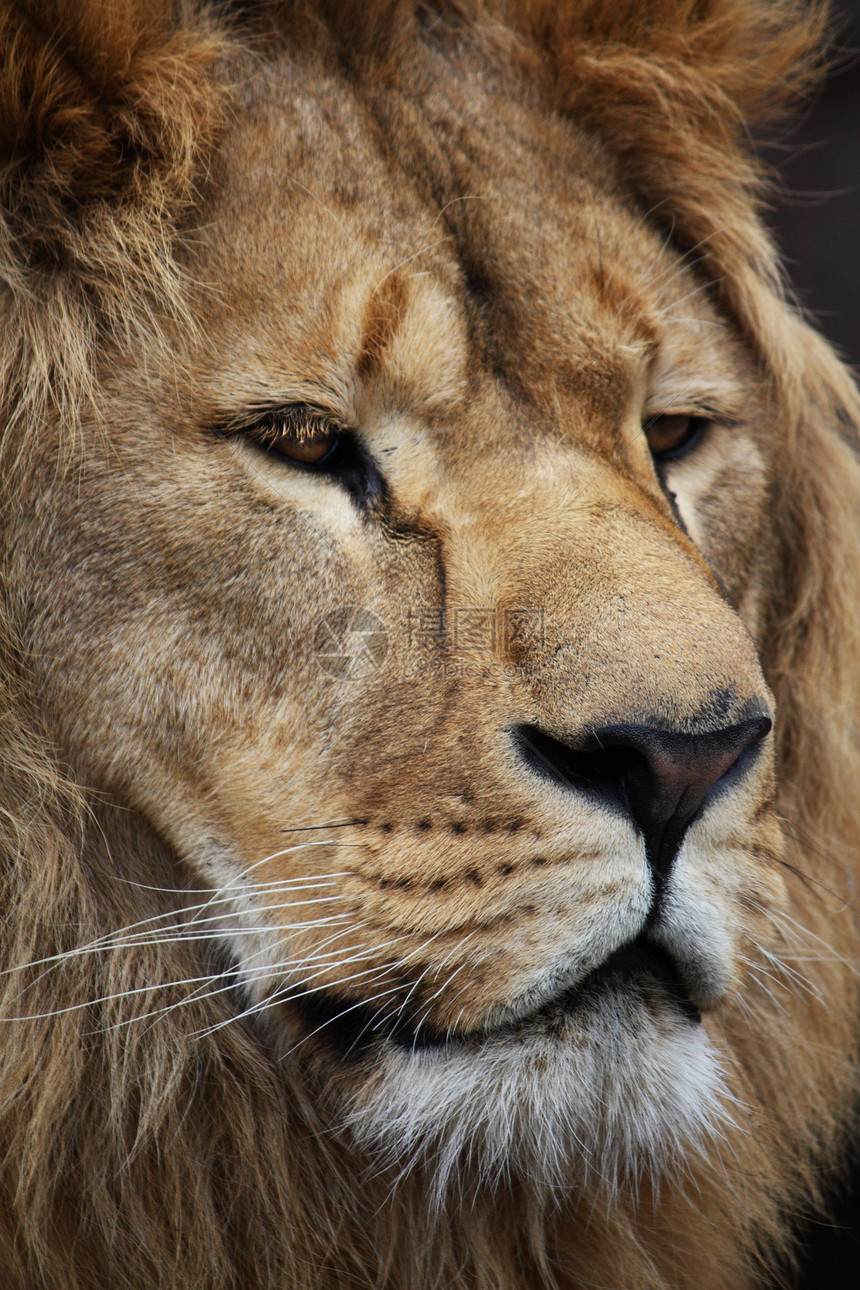 狮子的肖像力量鬃毛猫科头发荒野黄色毛皮食肉哺乳动物动物图片
