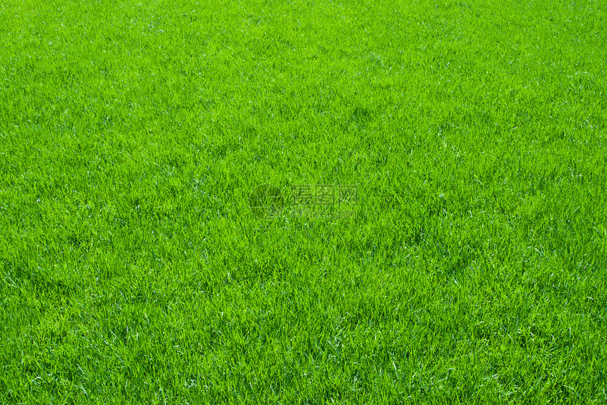绿草院子土地生长草皮草地场地边缘绿色植物草原植物图片