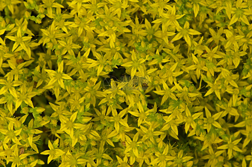 黄花公园宏观草地季节草本植物场地黄色白色叶子花园图片