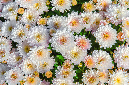 花朵 菊花粉色叶子商业生长奶油色零售陈列绿色雏菊栽培背景图片