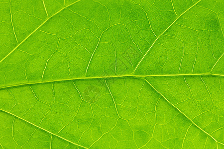 绿叶纹理宏观静脉环境绿色植物不对称背景图片