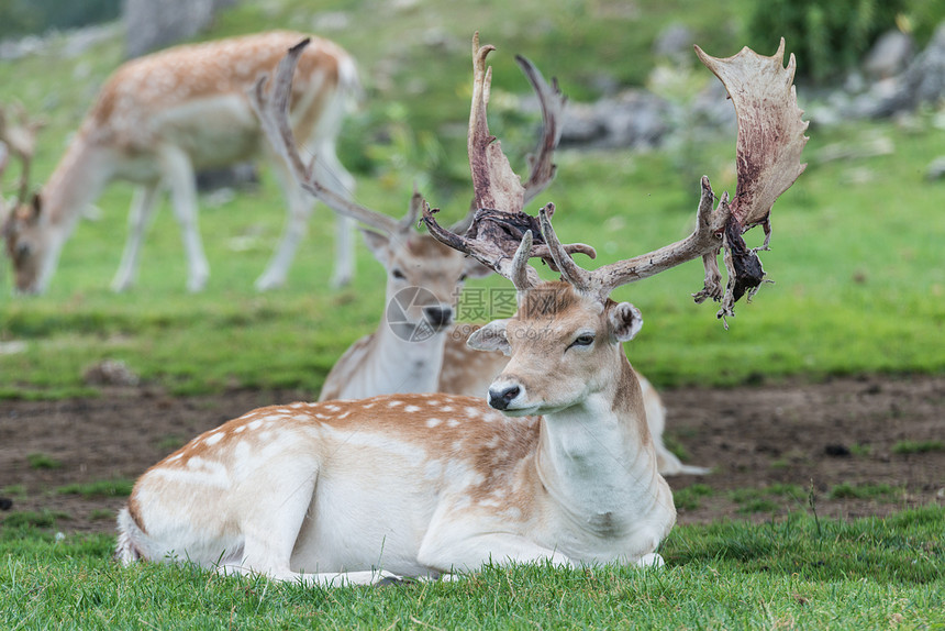 草地上的雄鹿生活季节动物园旅游男性鹿角哺乳动物女性场地野生动物图片