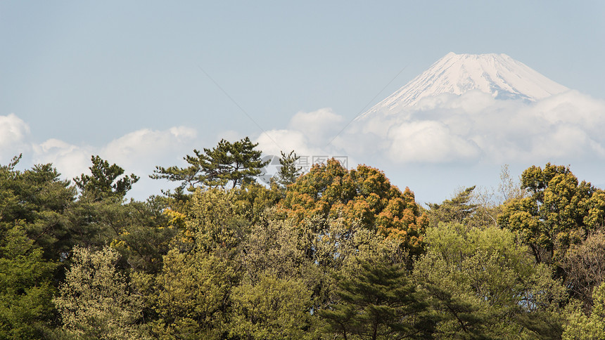 Mt Fuji 视图场景绿色旅行历史性风景树叶火山天空地标白色图片
