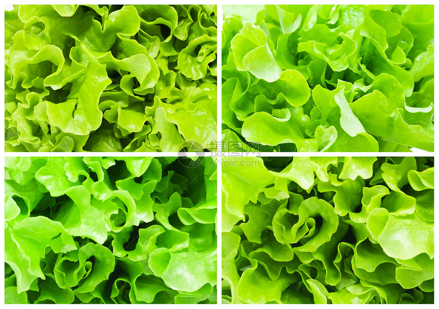 发生植物杂货店营养食物绿色叶子沙拉活力小吃蔬菜图片