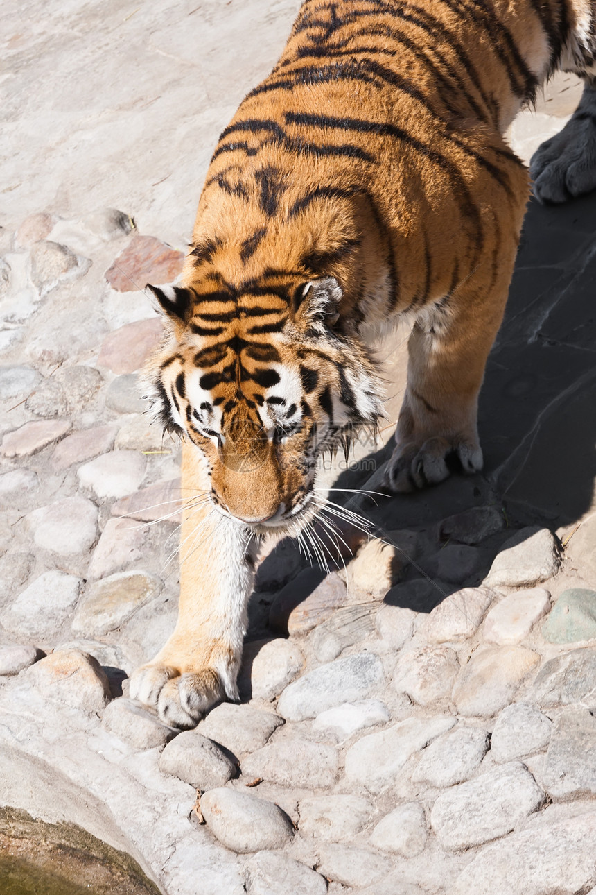 老虎条纹野生动物野猫猫科动物丛林猎人侵略动物动物园愤怒图片
