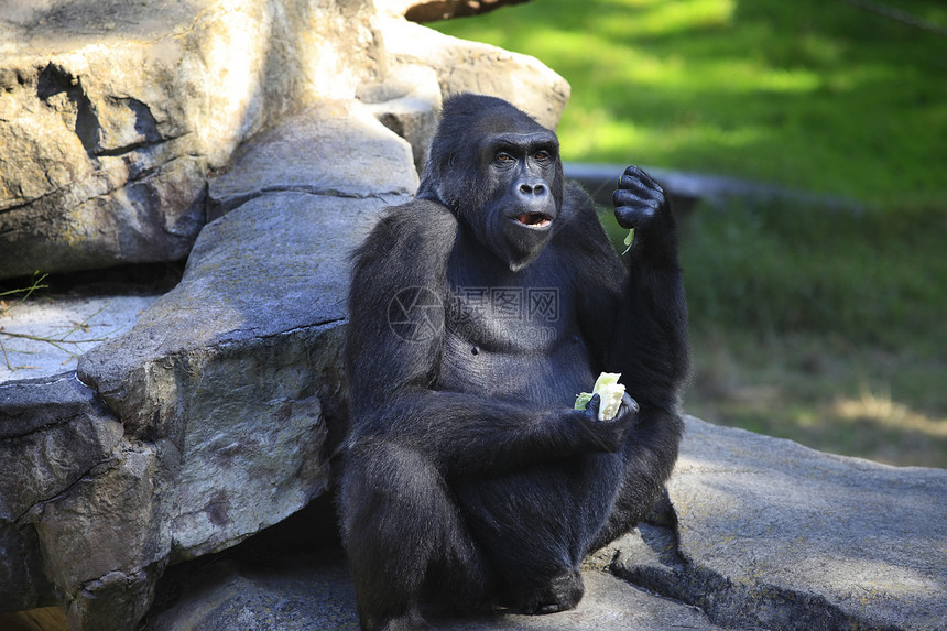 大猩猩领导者灵长类国王银背哺乳动物猿猴植被支配老板野生动物图片