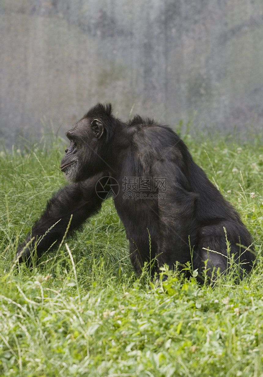 黑猩猩成人灵长类动物园野生动物忧郁哺乳动物黑色男性动物绿色图片