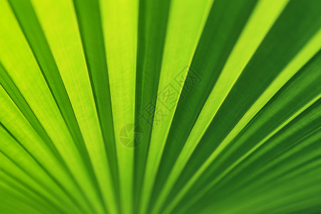 绿棕榈叶的线条和纹理植物群热带森林花园绿色叶子植物背景图片