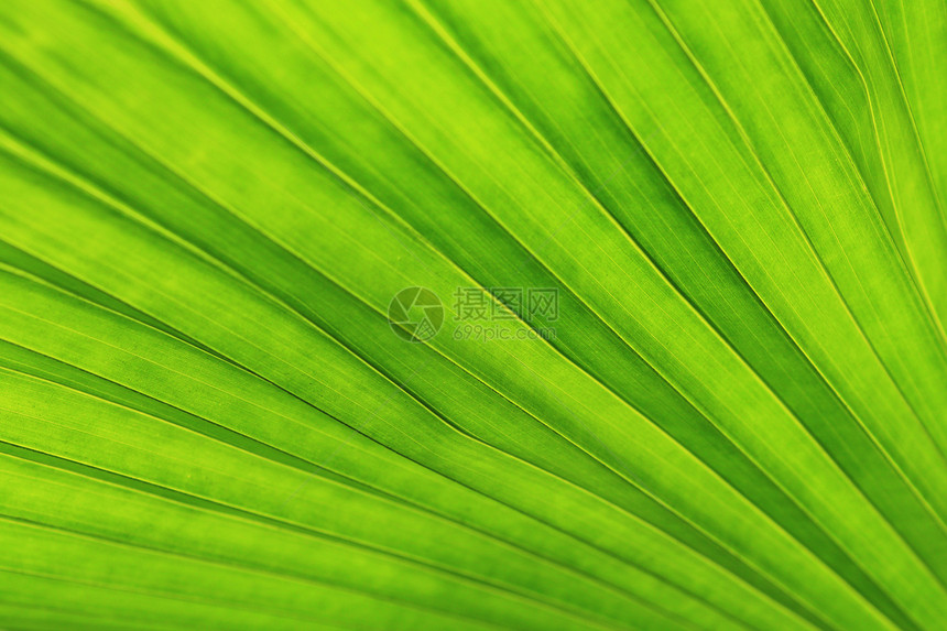 绿棕榈叶的线条和纹理森林植物群热带绿色植物叶子花园图片
