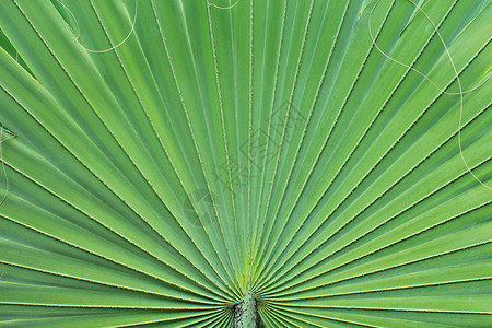 绿棕榈叶的线条和纹理热带绿色森林叶子植物群植物花园背景图片