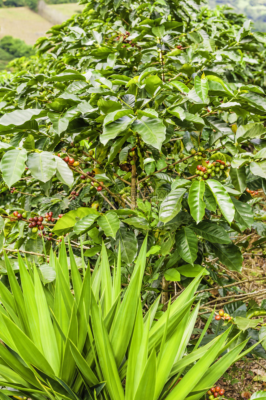 咖啡树绿色种植园水果植物商品咖啡豆子分支机构衬套热带图片