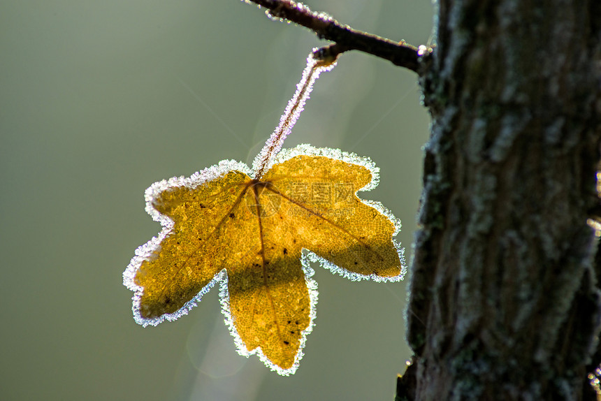 有冰晶的叶子季节花园天气磨砂宏观植物森林水晶季节性图片