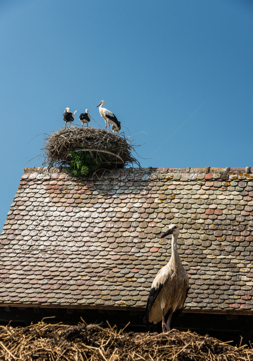 法国屋顶巢的斯托克人图片