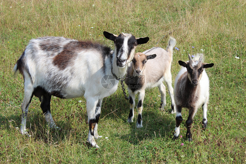 山羊和小孩在牧场上牛角草原假期农场幼兽动物群喇叭胡须牛奶配种图片