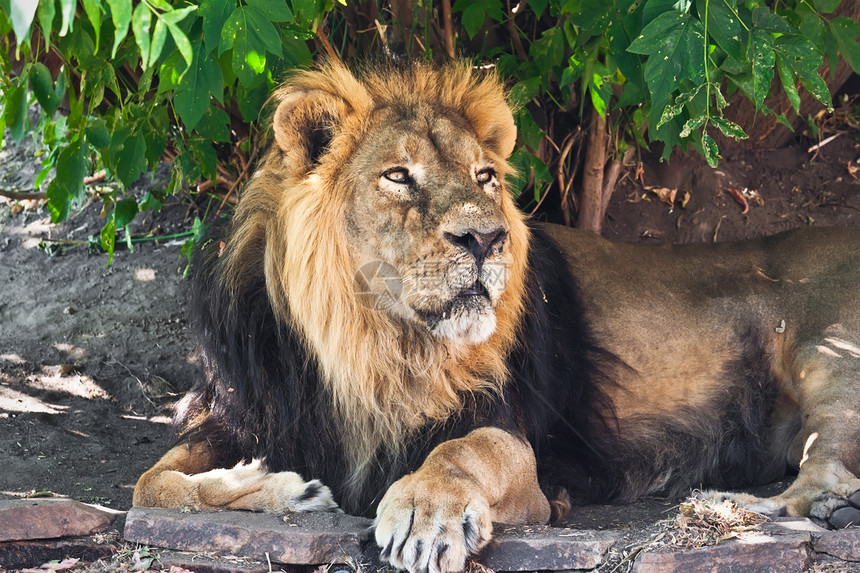 狮子晶须猎人荒野哺乳动物动物园国王捕食者野生动物动物鬃毛图片