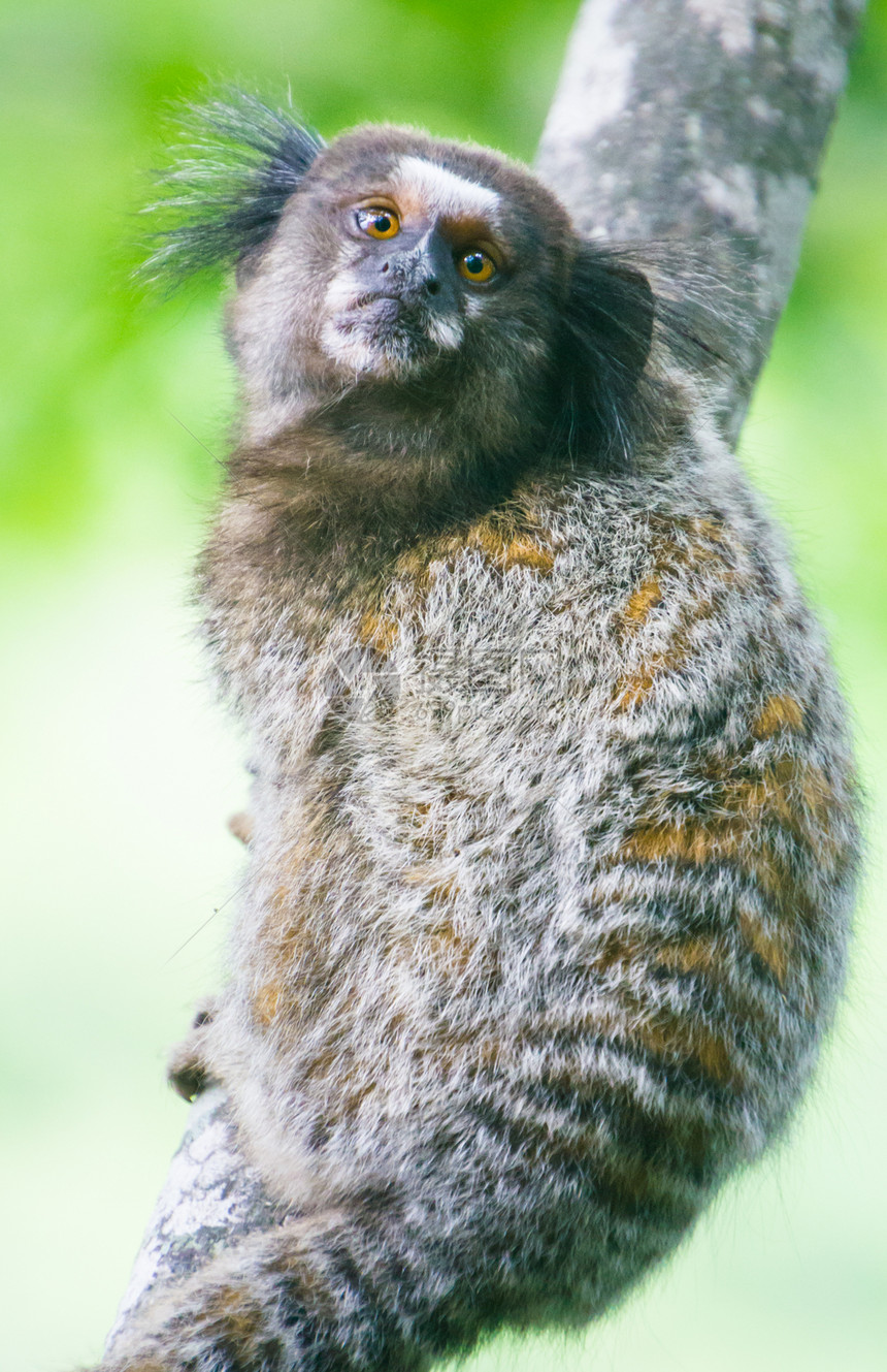常见的马默塞特卡利特里克斯雅格斯荒野头发野生动物脊椎动物动物幼兽生物濒危热带尾巴图片