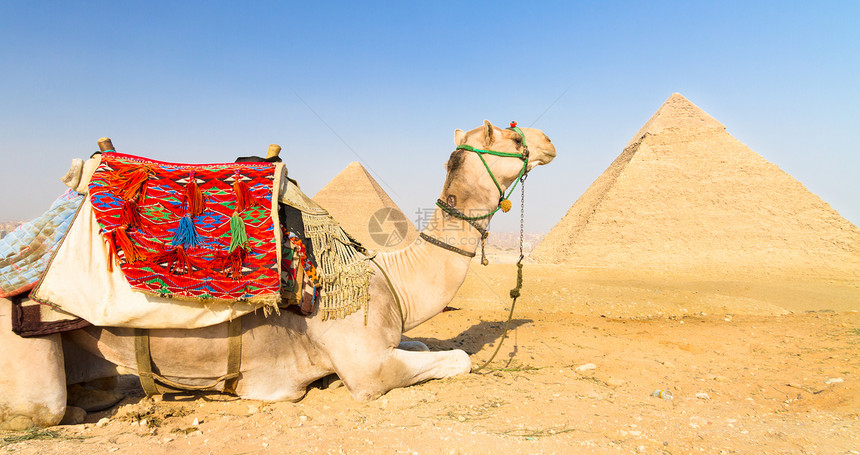 埃及开罗吉萨金字塔的骆驼地标动物景点灰尘建筑学吸引力世界遗产纪念碑旅游金字塔图片