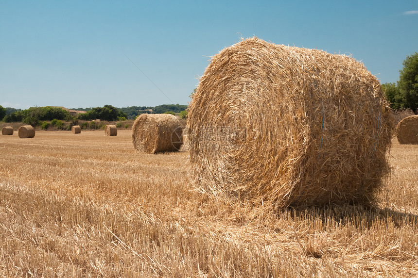 夏季收割田地和草篮场地小麦农田植物草地太阳农场金子圆圈食物图片
