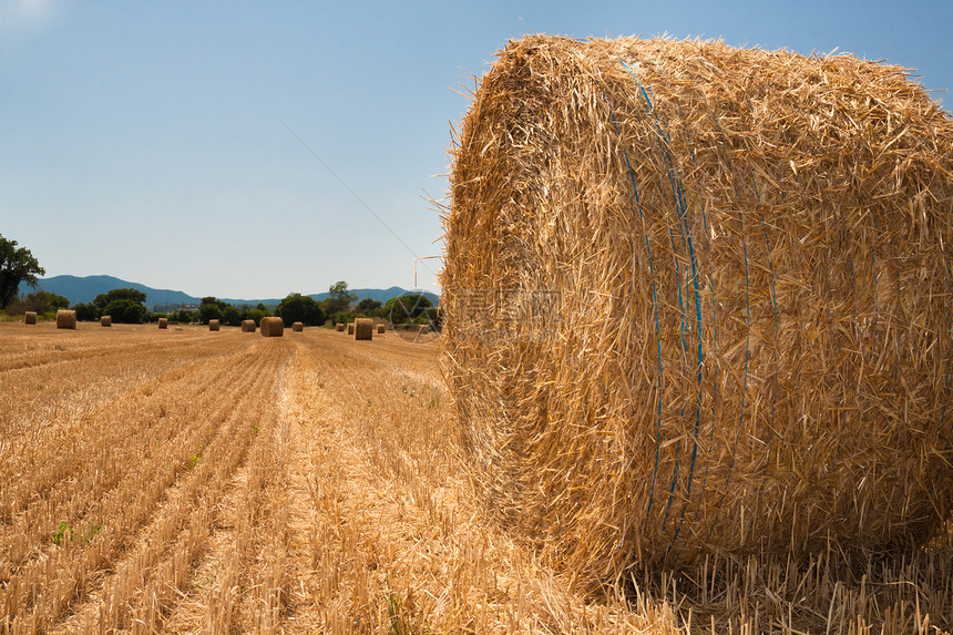 夏季收割田地和草篮场地玉米圆圈蓝色金子植物小麦农村粮食收成图片