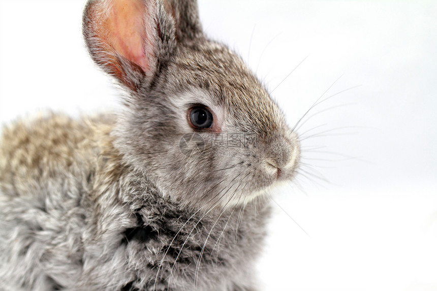 灰兔毛皮耳朵哺乳动物农业野兔乐趣灰色宠物白色荒野图片