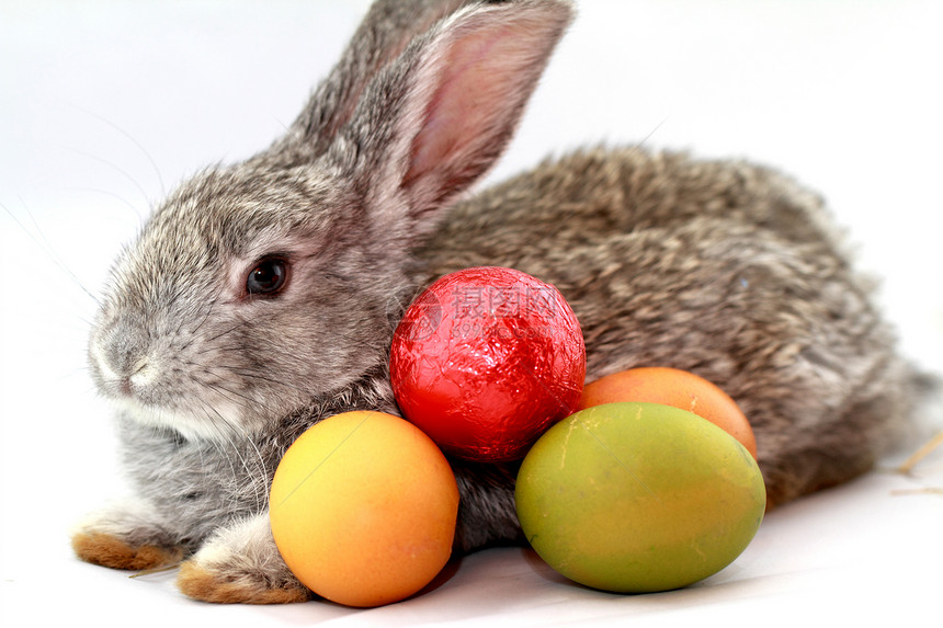 灰兔宏观灰色绿色野兔毛皮红色耳朵农业荒野乐趣图片