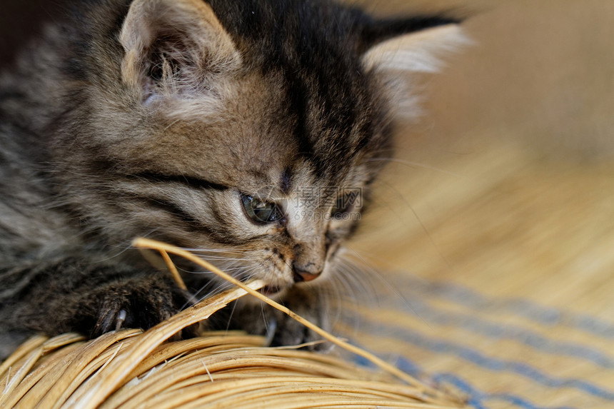 塔比小猫虎斑猫咪宠物眼睛胡须婴儿猫科捕食者哺乳动物动物图片