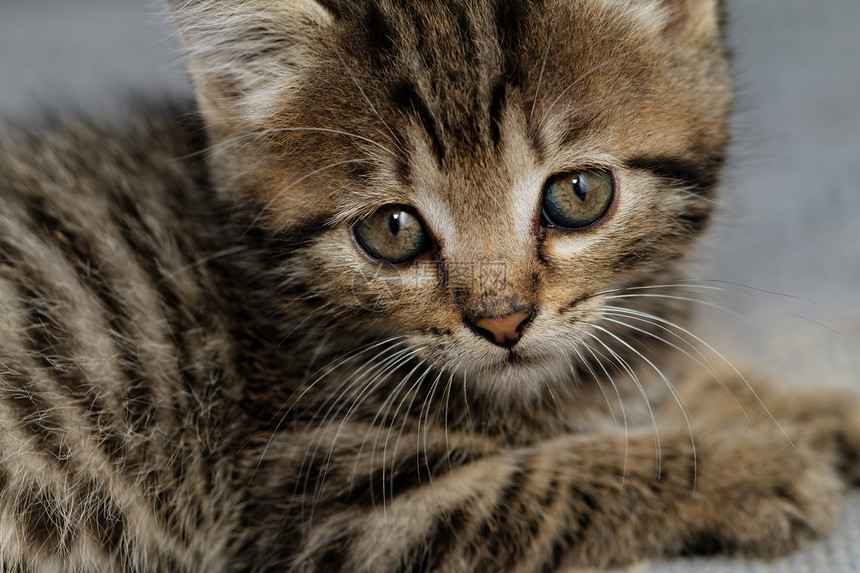 塔比小猫眼睛猫咪哺乳动物毛皮捕食者猫科婴儿动物宠物胡须图片