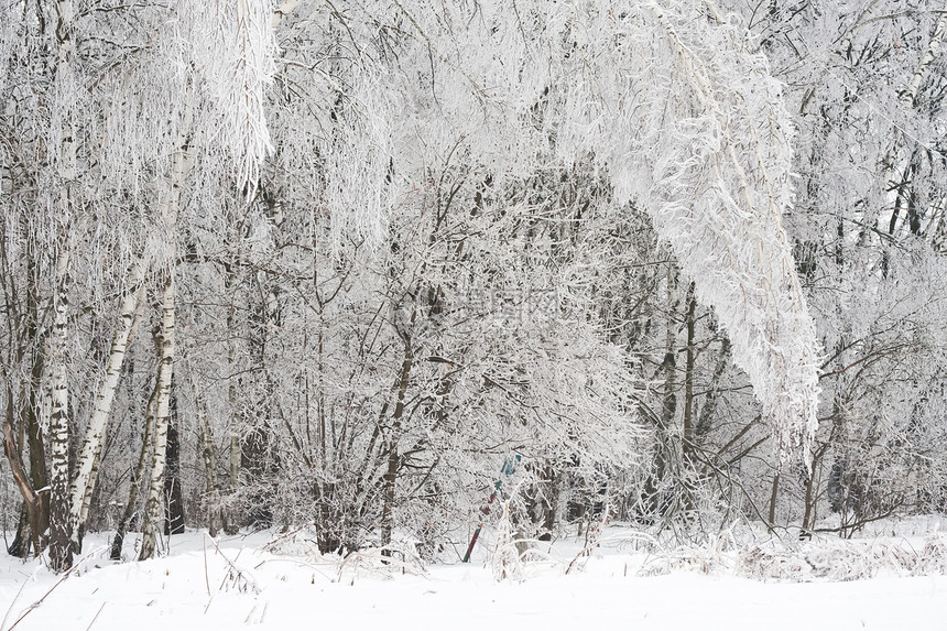 冬季森林白色季节天空树木木头冻结场景天气图片