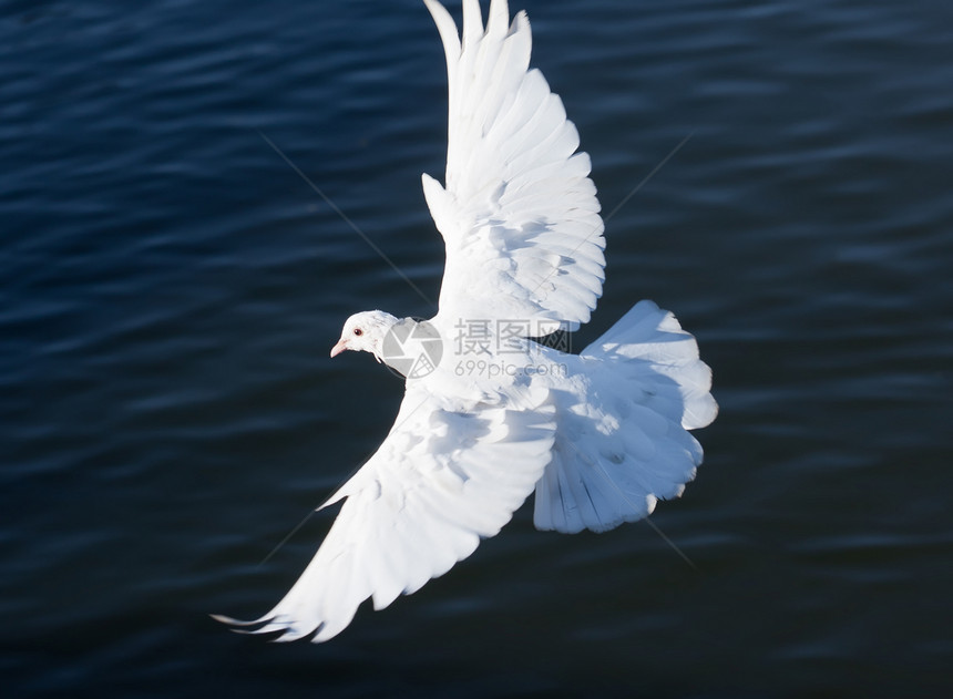 白鸽白色航班动物自由希望空气翅膀羽毛图片