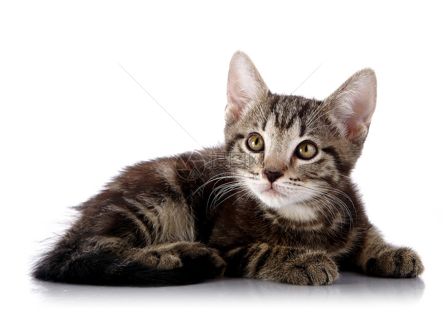 小小猫披着白色的背面橙子动物婴儿耳朵小猫虎斑猫科宠物兽医乐趣图片