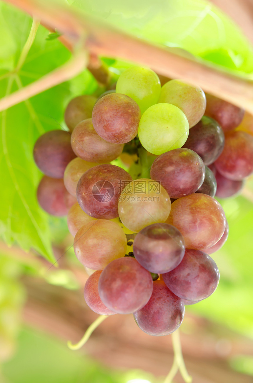 成熟葡萄收成酒厂葡萄园生长食物农场水果叶子生产植物图片