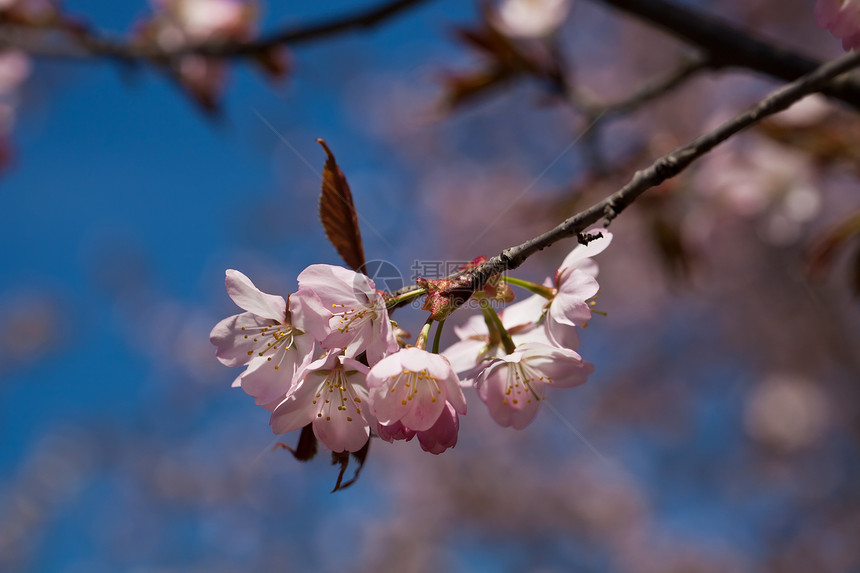 樱花花植物樱花宏观天空蓝色粉色季节花园植物群花瓣图片