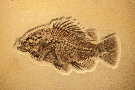鱼骨架完整的鱼化石背景