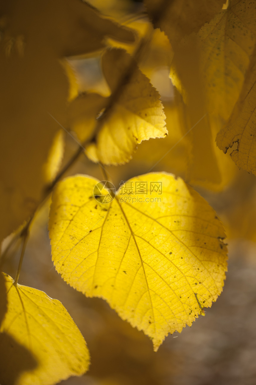 黄秋假植物叶子季节黄色季节性太阳图片