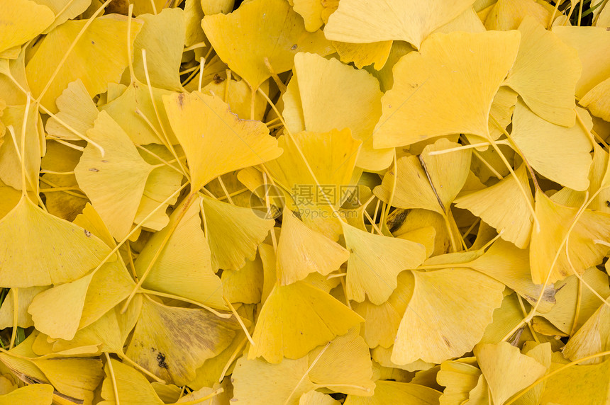 树叶季节性银叶地面叶子黄色季节植物绿色宏观图片