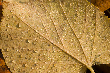 棕叶上落下水滴季节性宏观叶子季节绿色植物背景图片