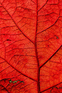 秋叶季节性静脉叶子红色季节宏观背景图片